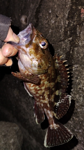 カサゴの釣果