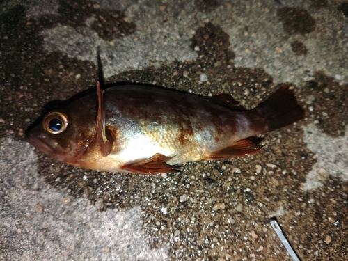 メバルの釣果