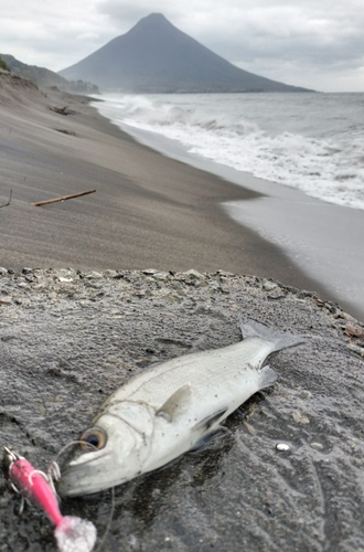 セイゴ（ヒラスズキ）の釣果