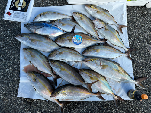 カンパチの釣果