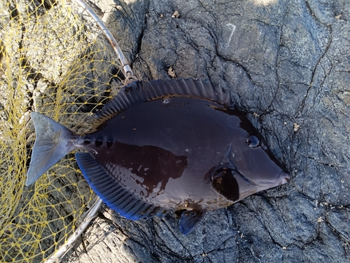 ニザダイの釣果