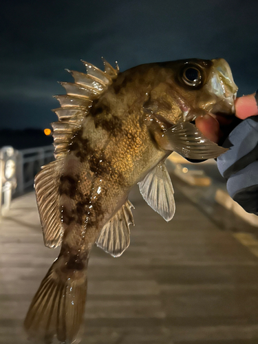 メバルの釣果