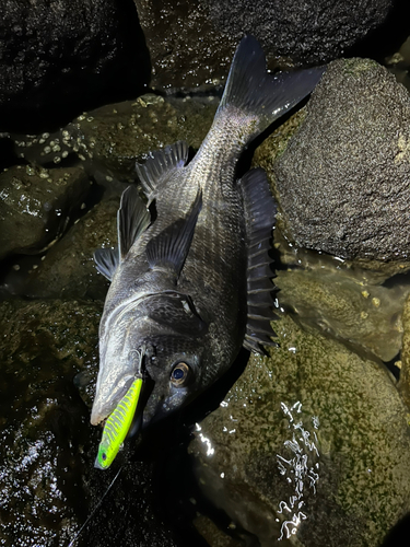 チヌの釣果