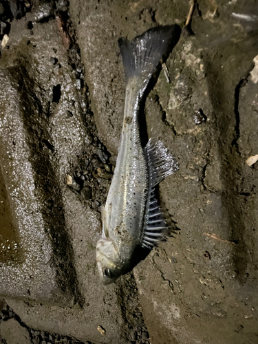 スズキの釣果