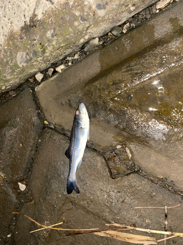 スズキの釣果