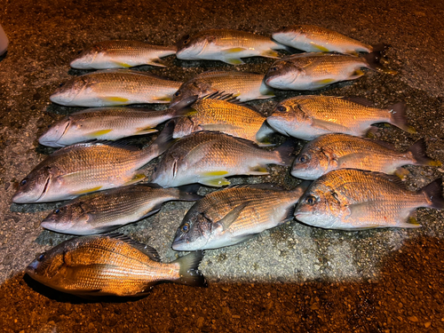 キチヌの釣果