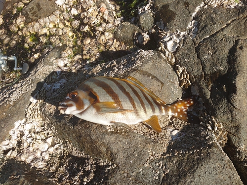 ヒダリマキの釣果