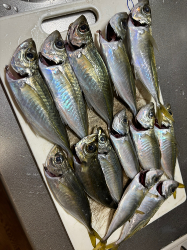 アジの釣果