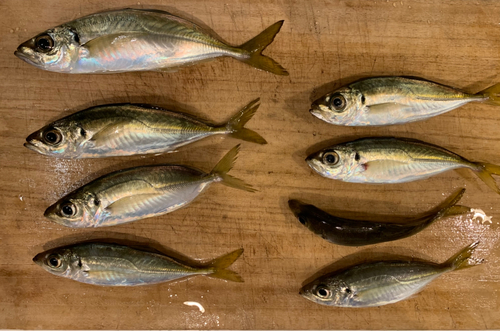 アジの釣果