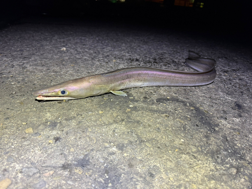 ハモの釣果