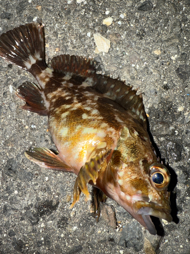 カサゴの釣果