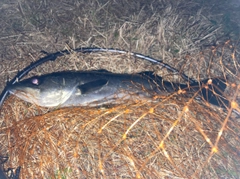 フッコ（マルスズキ）の釣果