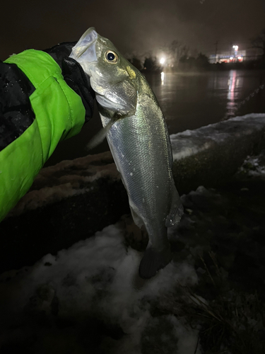 スズキの釣果