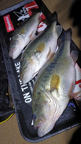 ブラックバスの釣果