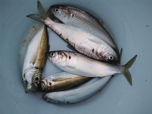 コハダの釣果