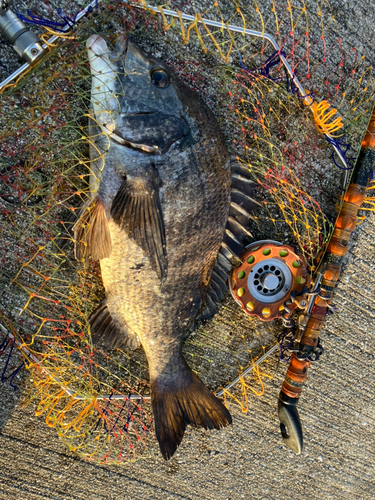 クロダイの釣果