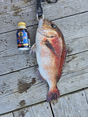 マダイの釣果