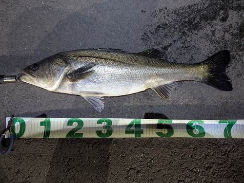 シーバスの釣果