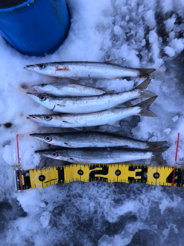 カマスの釣果