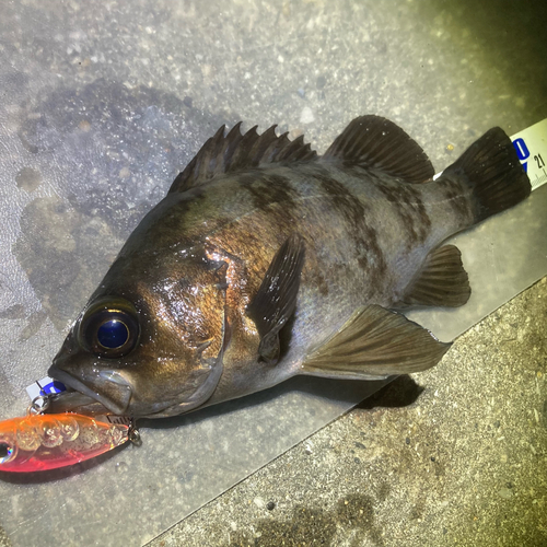 メバルの釣果