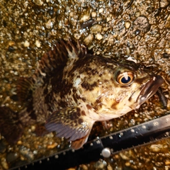 ムラソイの釣果