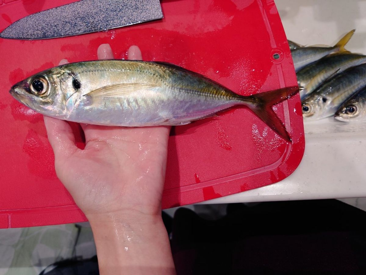 はくさい🎣🐟さんの釣果 2枚目の画像