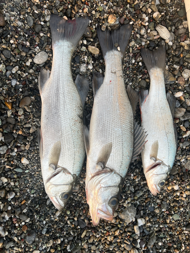 ハネ（ヒラスズキ）の釣果