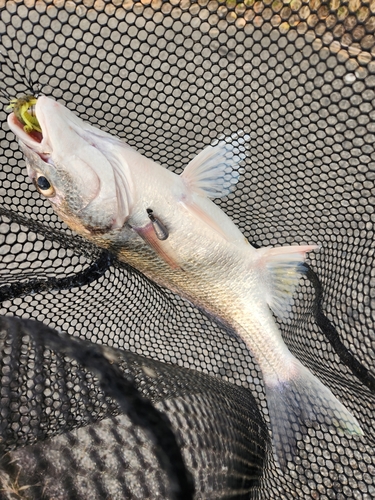 キビレの釣果