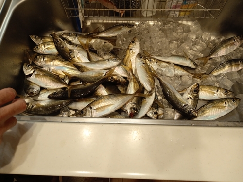 アジの釣果