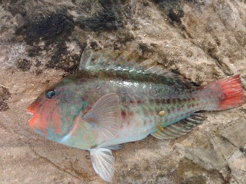 ブダイの釣果