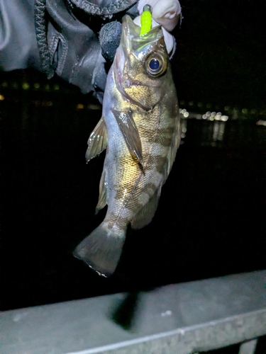 メバルの釣果