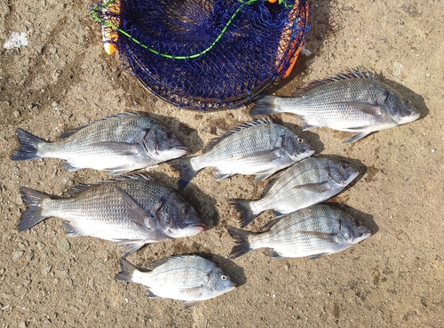 クロダイの釣果