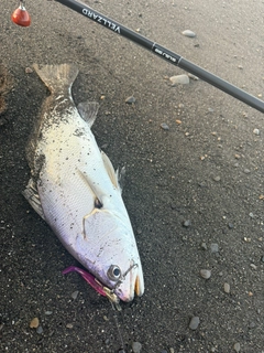 ニベの釣果