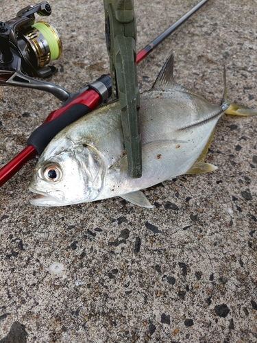 メッキの釣果