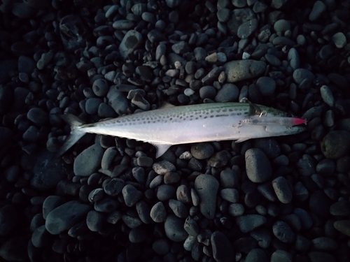 サゴシの釣果