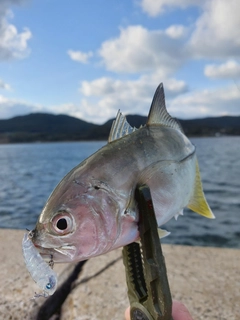 メッキの釣果