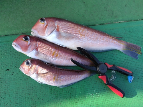 アマダイの釣果