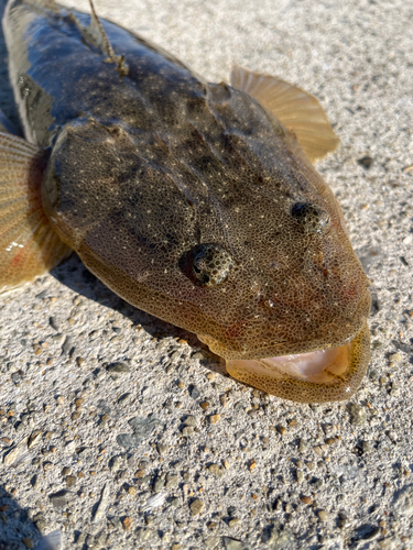 マゴチの釣果