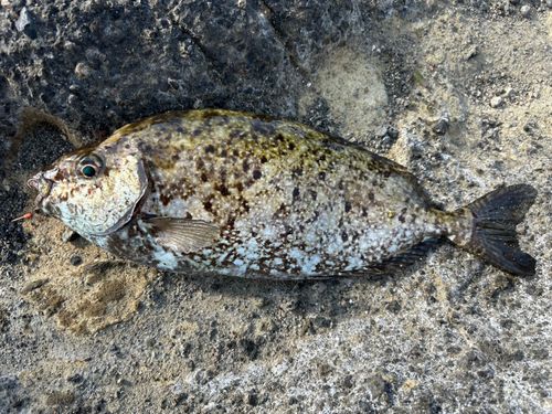 アイゴの釣果