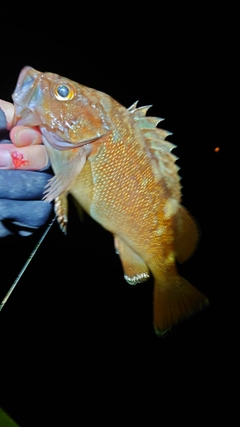 エゾメバルの釣果