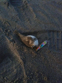 クサフグの釣果