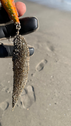 シタビラメの釣果