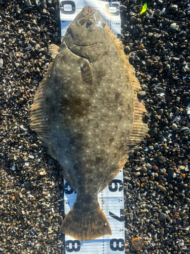 ヒラメの釣果