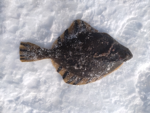 カワガレイの釣果