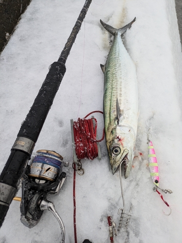 サゴシの釣果