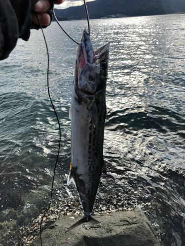 サゴシの釣果