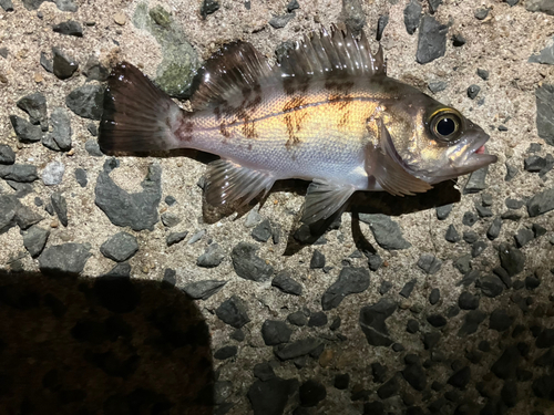 シロメバルの釣果