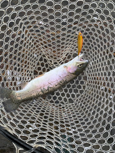 ニジマスの釣果