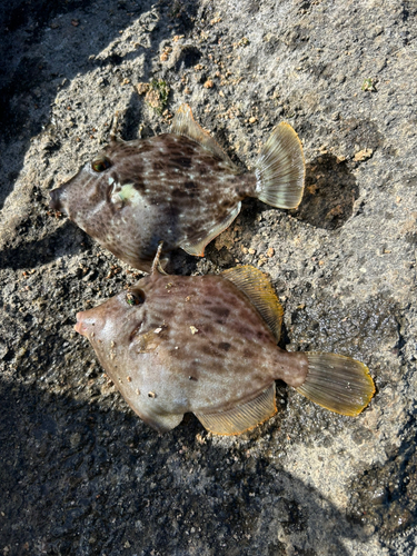 カワハギの釣果