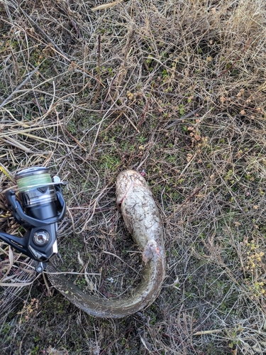 ナマズの釣果